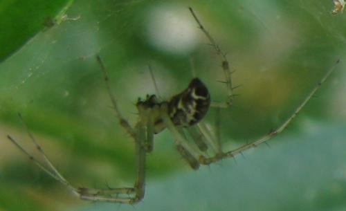 Réf. 285 103 : Linyphia triangularis